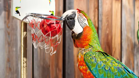 Zac the Macaw